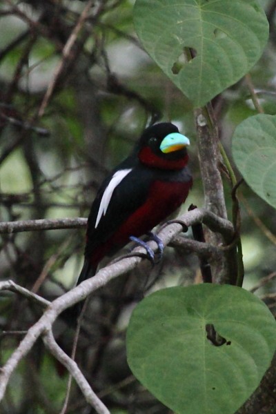 Black-and-red Broadbill - Andrew Lau