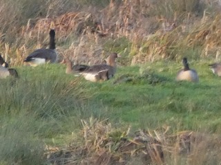 Greater White-fronted Goose, ML400761501