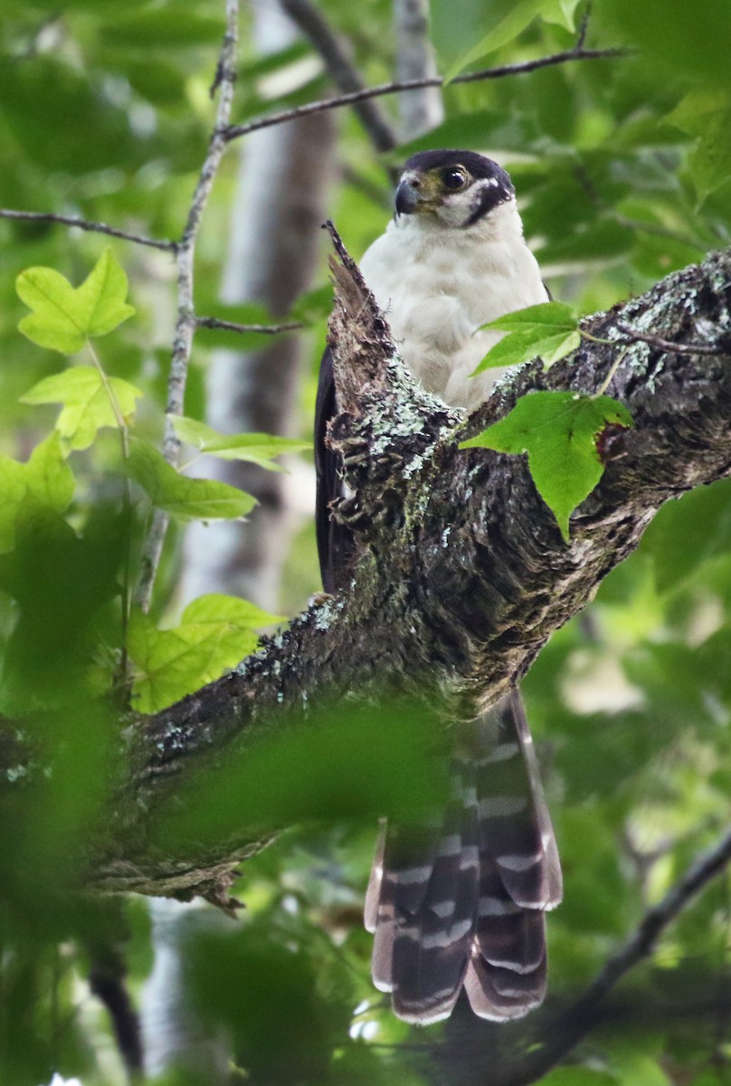 Collared Forest-Falcon - Andrew Spencer