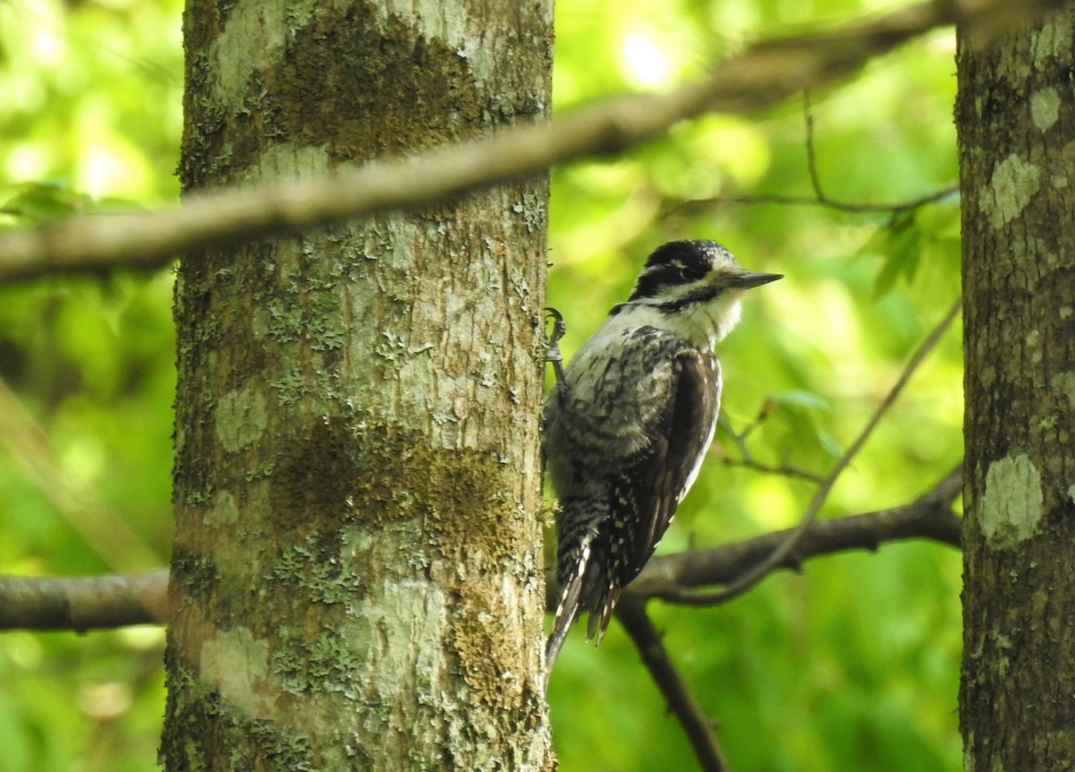 Eurasian Three-toed Woodpecker - ML400763991