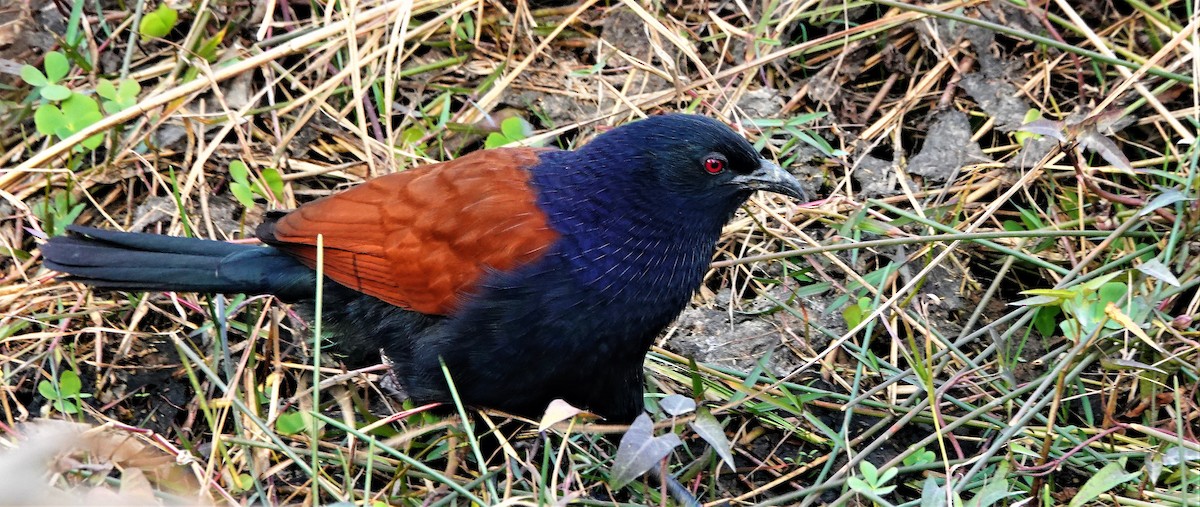 Greater Coucal - ML400765271
