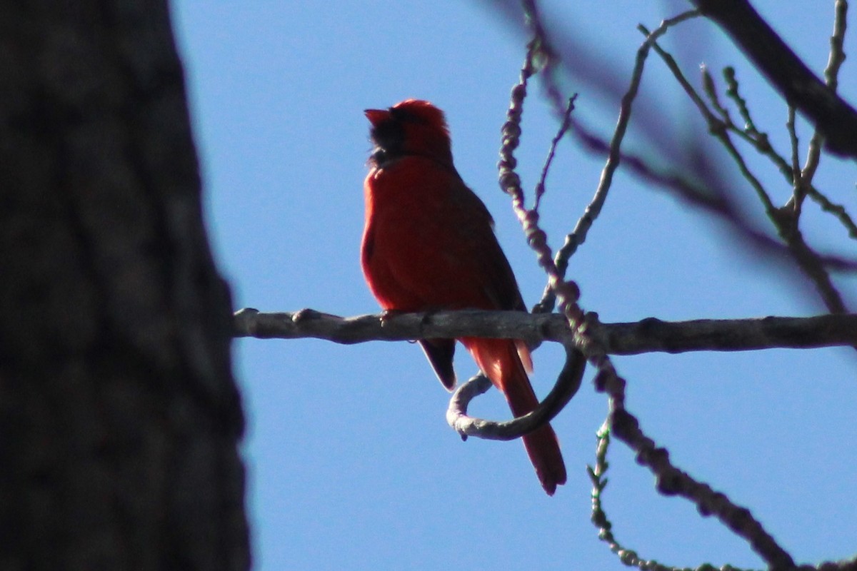 Northern Cardinal - Sequoia Wrens