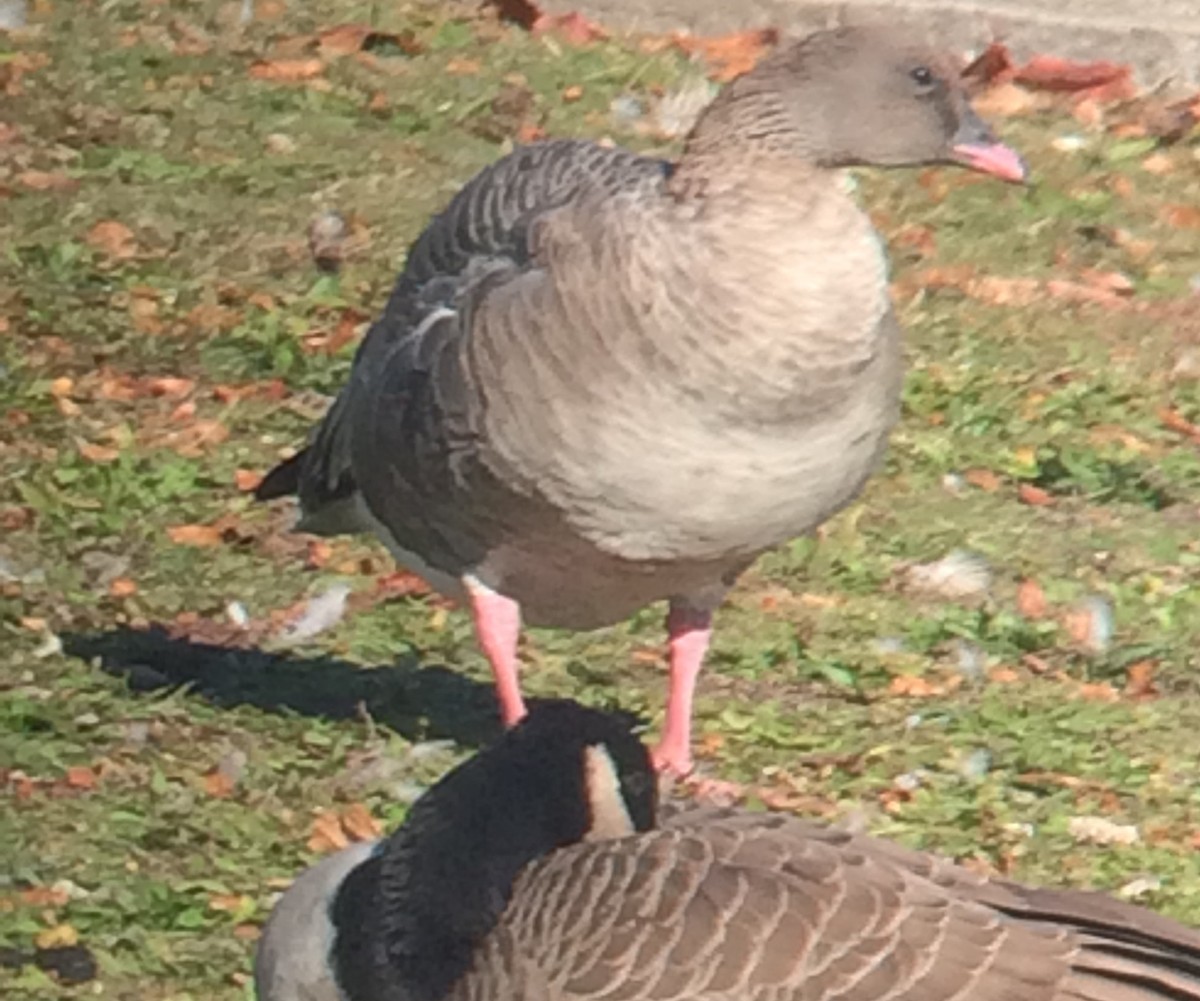 Pink-footed Goose - ML400776571