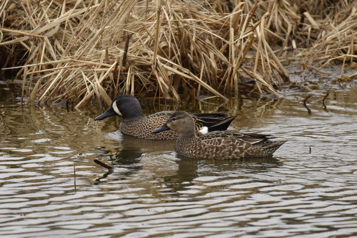 Blue-winged Teal - ML400788121