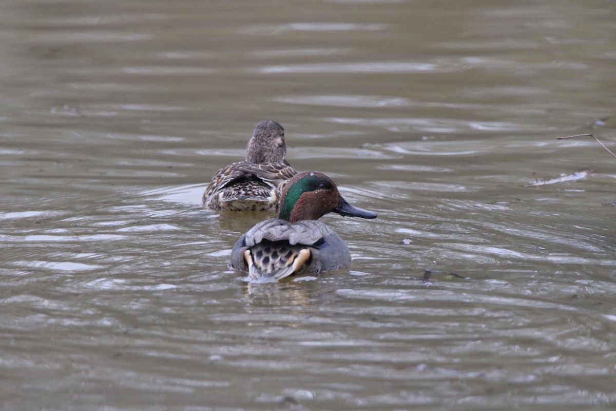 Green-winged Teal - ML400788681