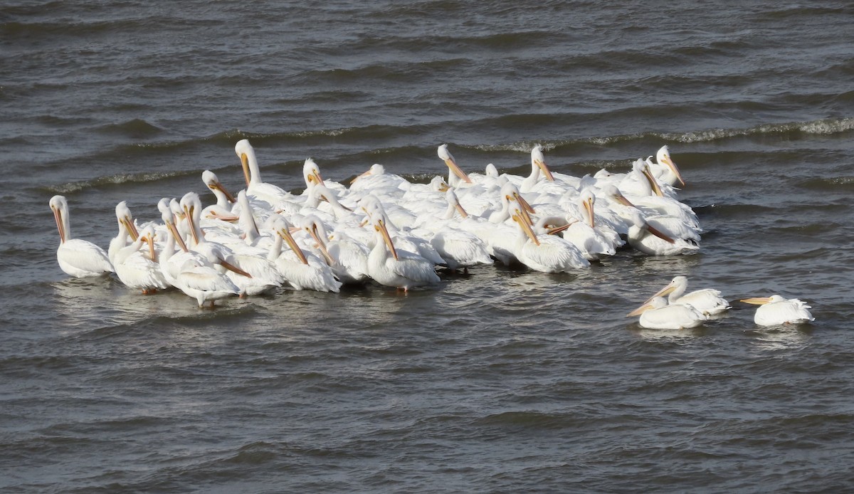 pelikán severoamerický - ML400790221