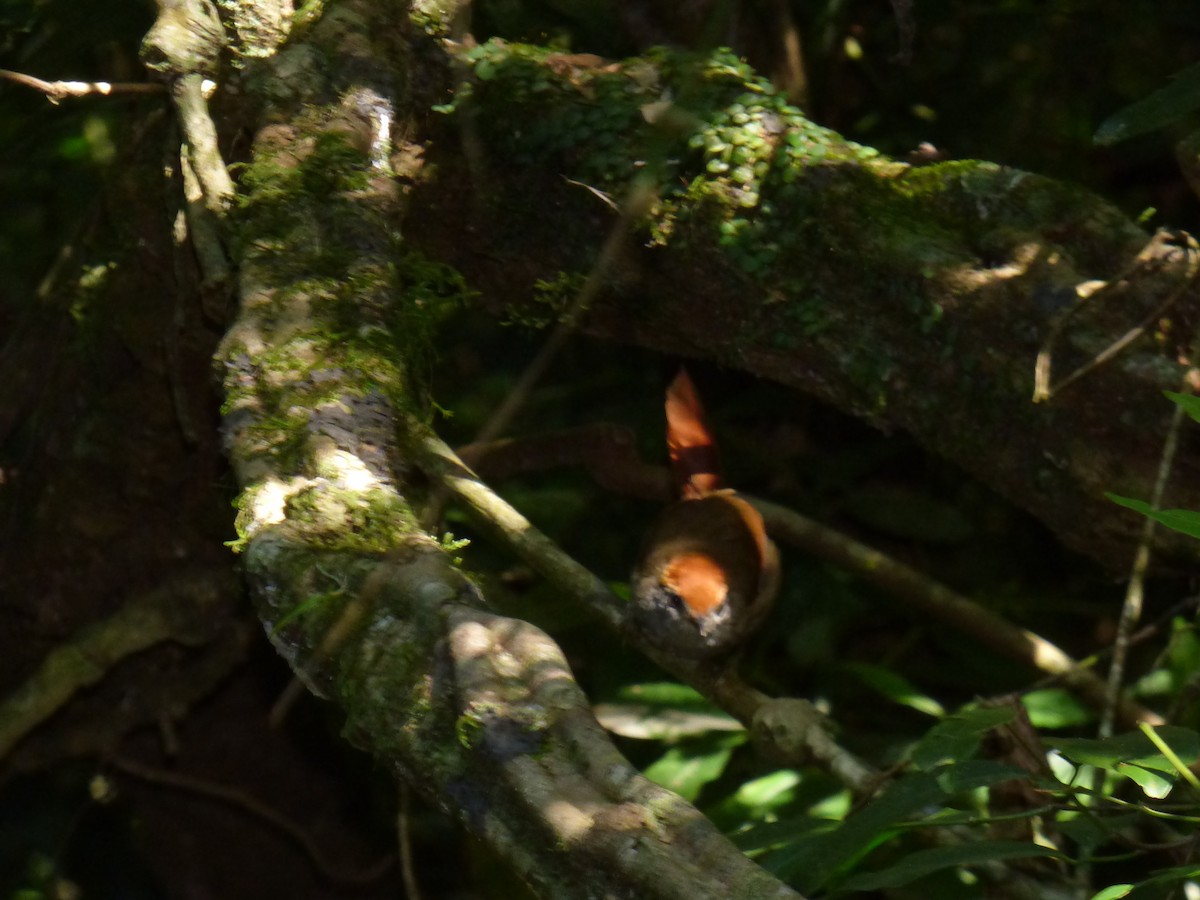 Rufous-capped Spinetail - ML400794291
