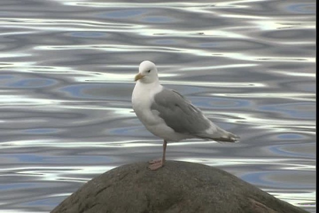 Iceland Gull (Thayer's) - ML400795