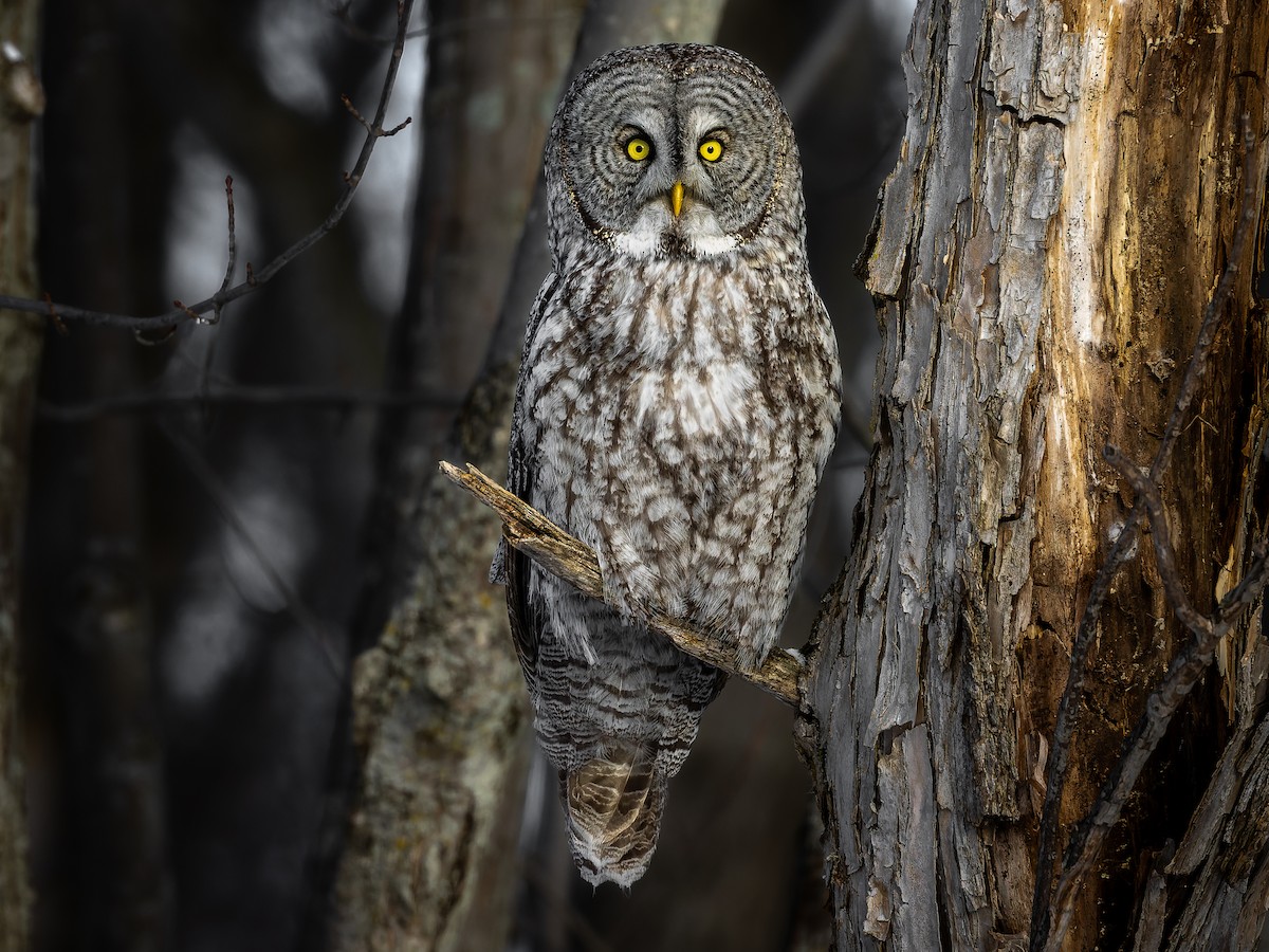 Great Gray Owl - Strix nebulosa - Birds of the World