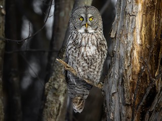  - Great Gray Owl