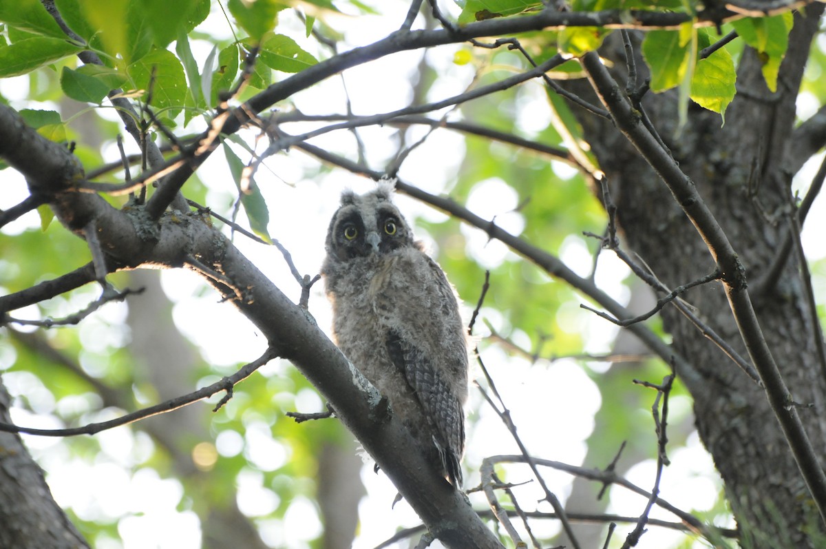Long-eared Owl - ML400805101