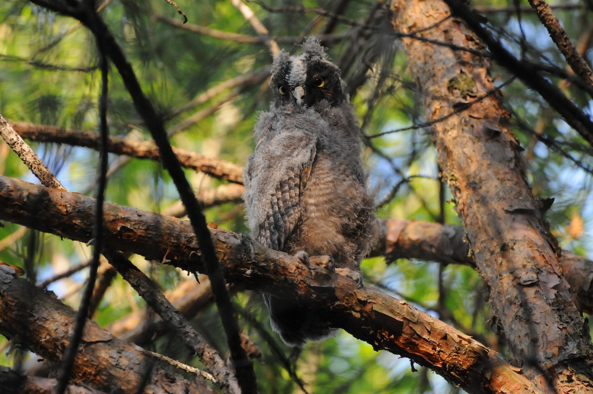 Long-eared Owl - ML400805151