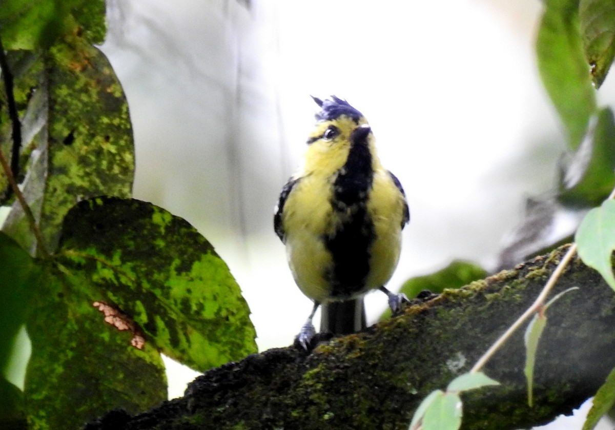 Yellow-cheeked Tit - Anonymous