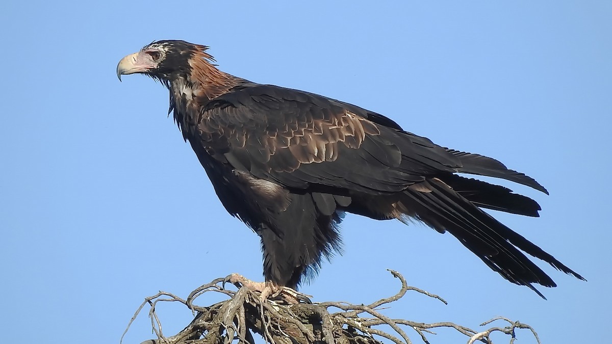 Wedge-tailed Eagle - Colin Mulvogue
