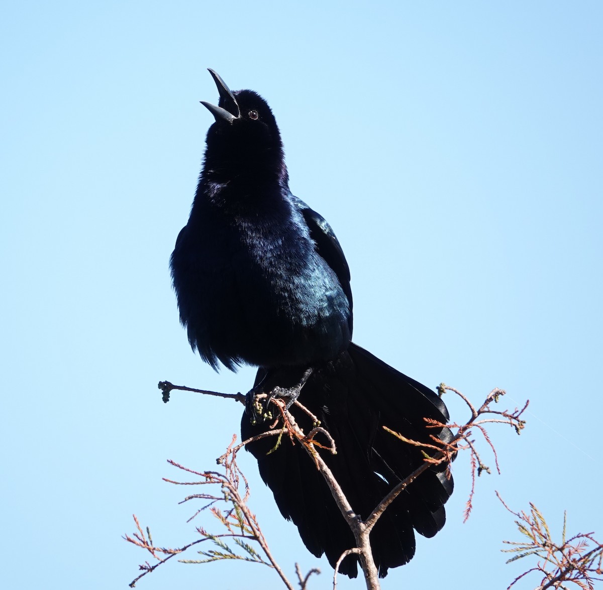 Boat-tailed Grackle - ML400820381
