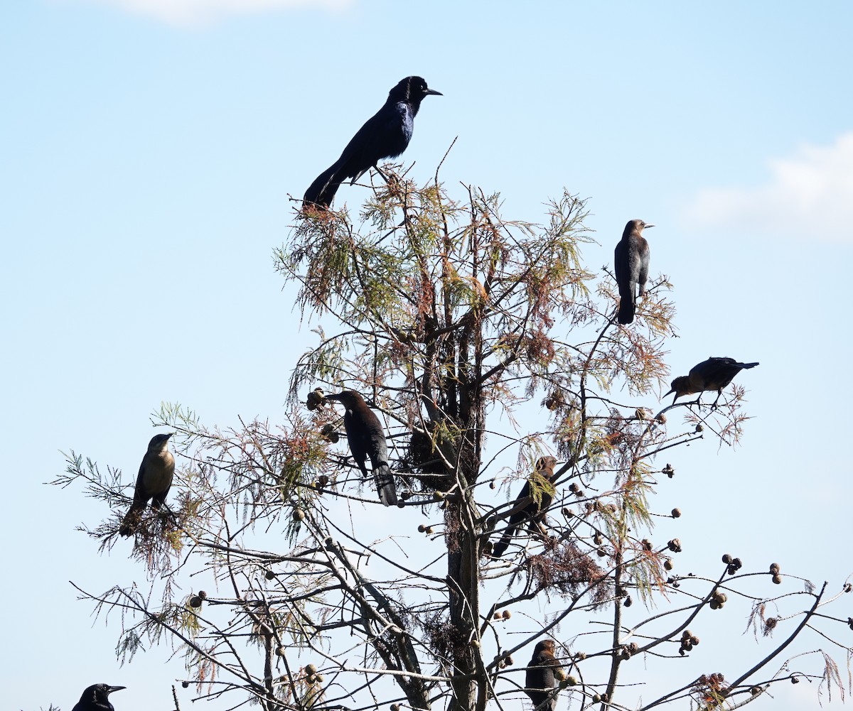 Boat-tailed Grackle - ML400820401