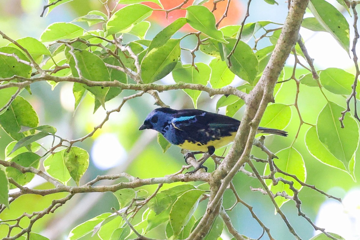 Turquoise Tanager - Allison Miller