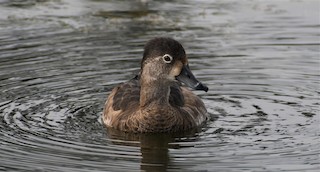 Ring-necked Duck, ML400828841