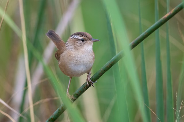 Marsh Wren