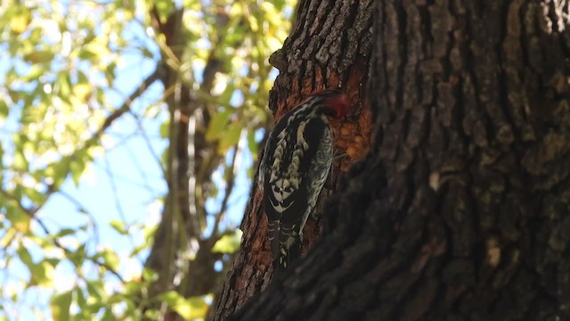 Red-breasted Sapsucker - ML400837541