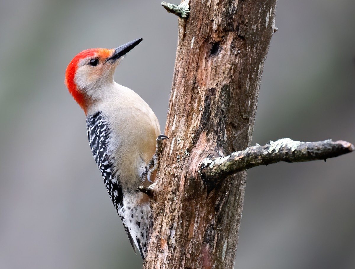 Red-bellied Woodpecker - Matthew Addicks