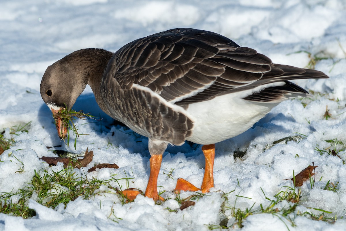 Greater White-fronted Goose - Alex Wang