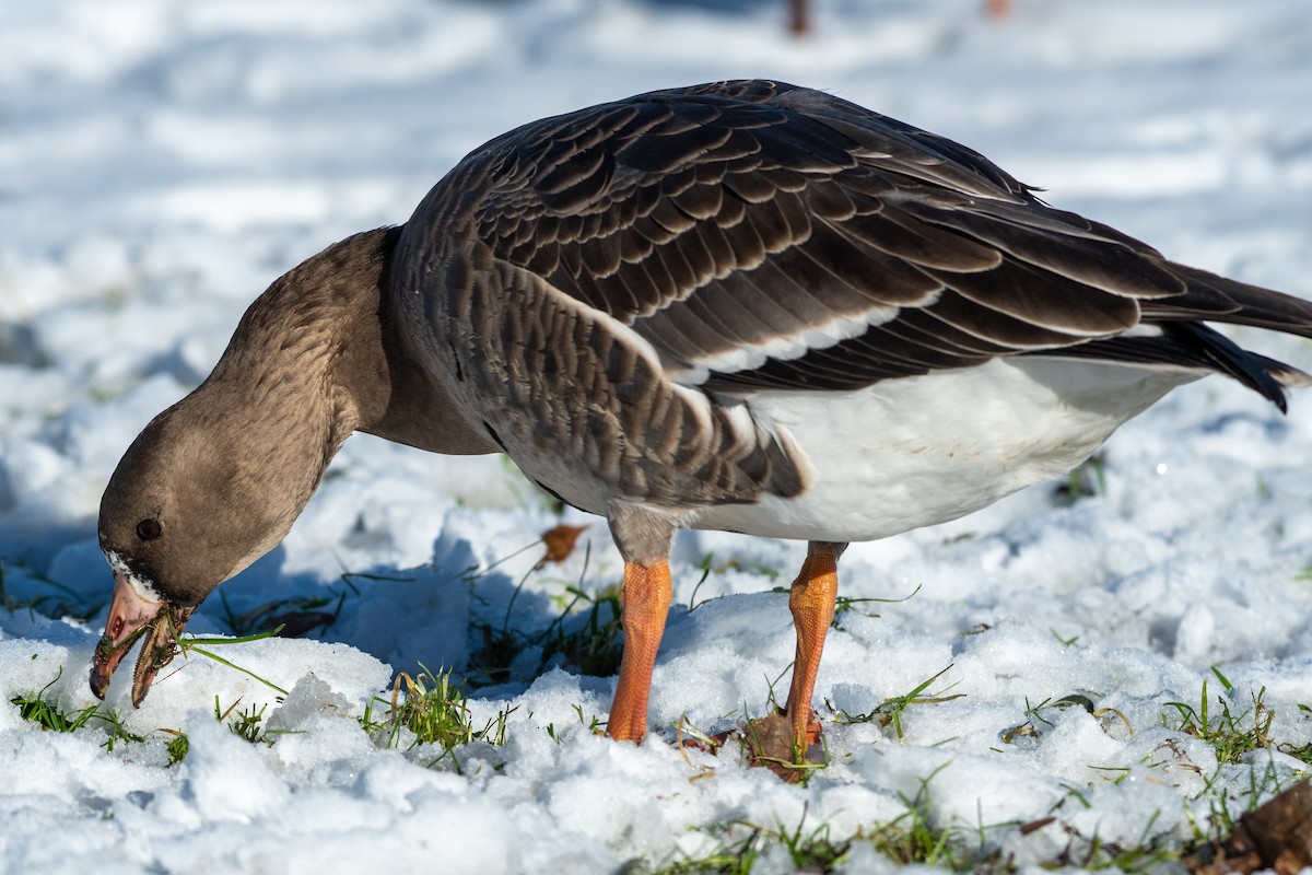 Greater White-fronted Goose - Alex Wang