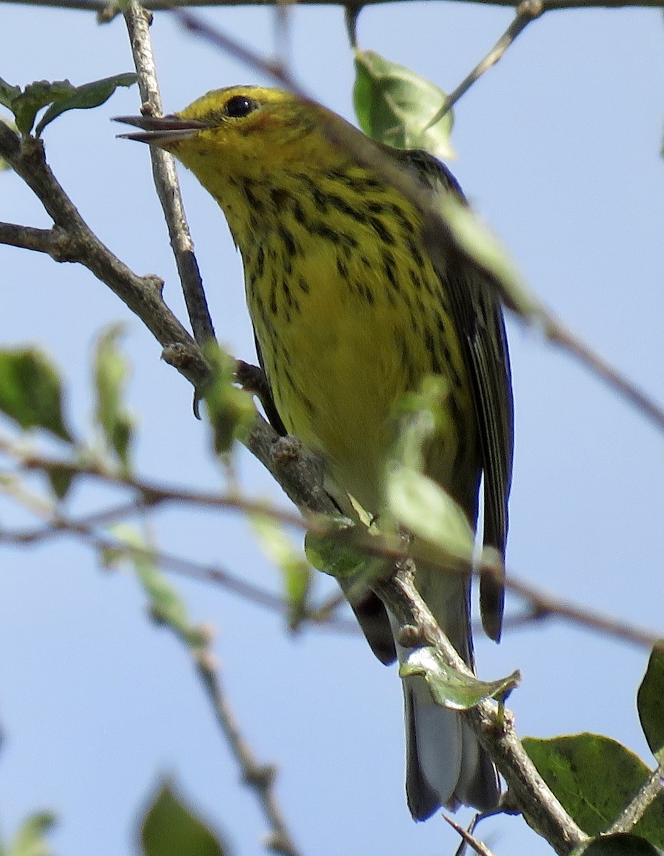 Cape May Warbler - ML400841301