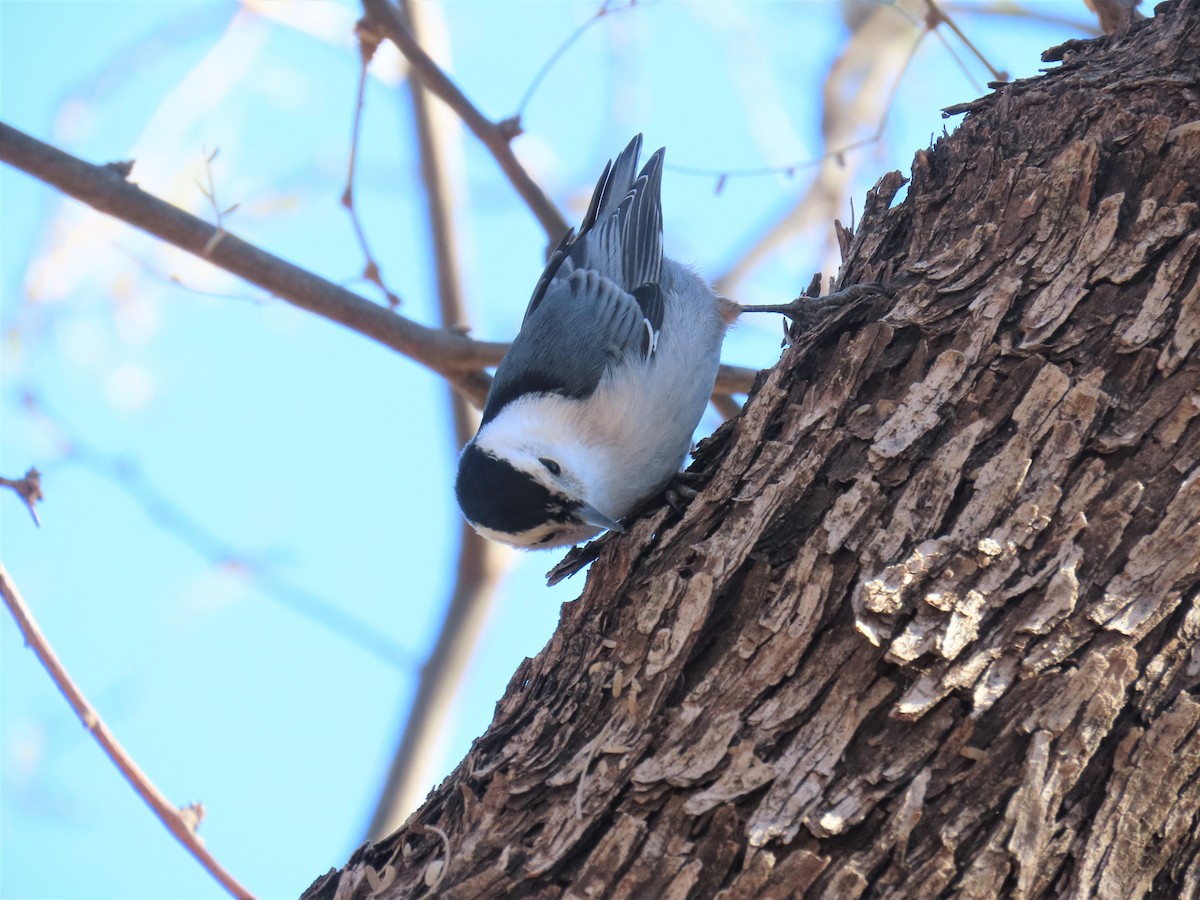 White-breasted Nuthatch - ML400841581