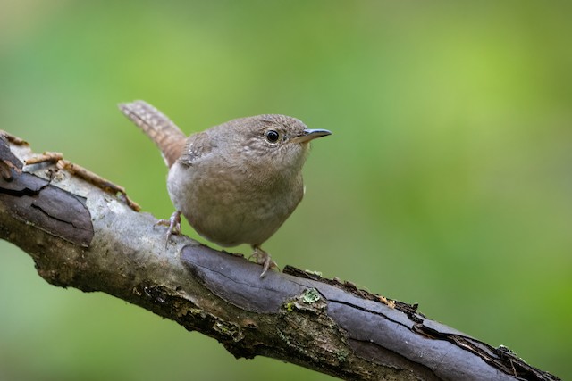 Northern House Wren