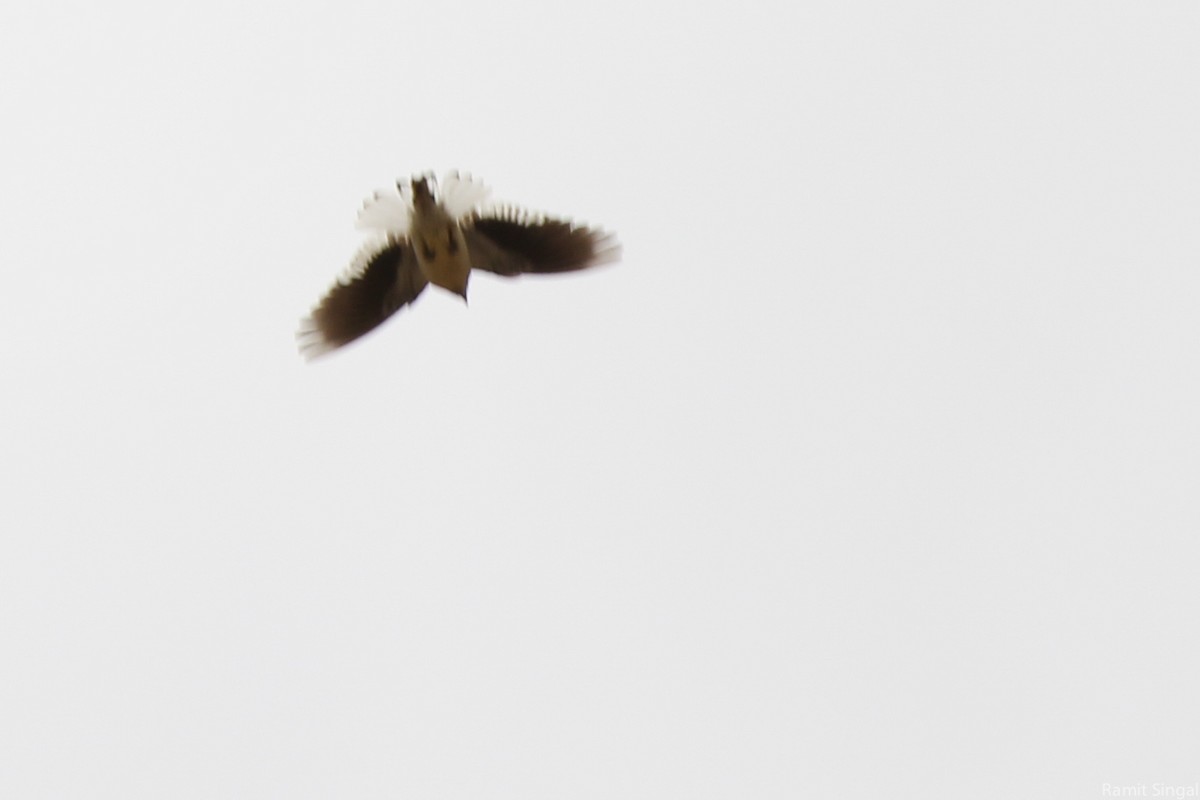 Black-winged Snowfinch - Ramit Singal