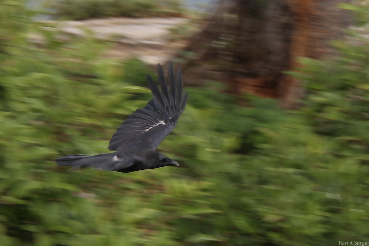 Large-billed Crow - ML40085271