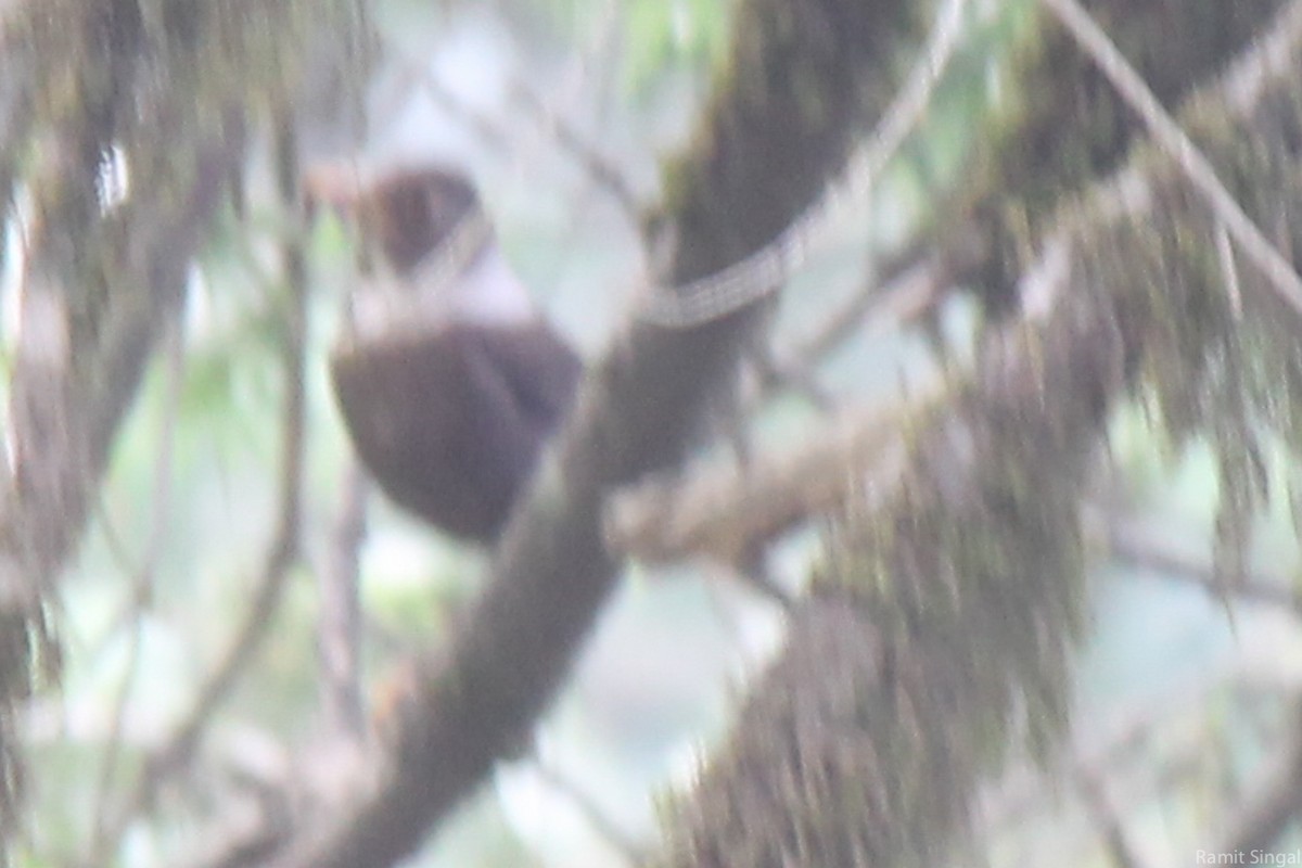 White-collared Blackbird - Ramit Singal