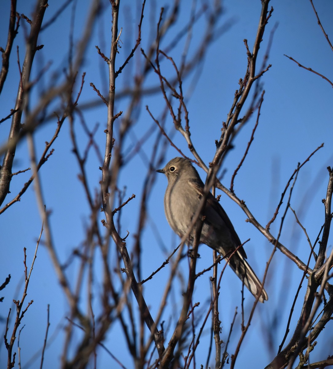 Townsend's Solitaire - ML400856721