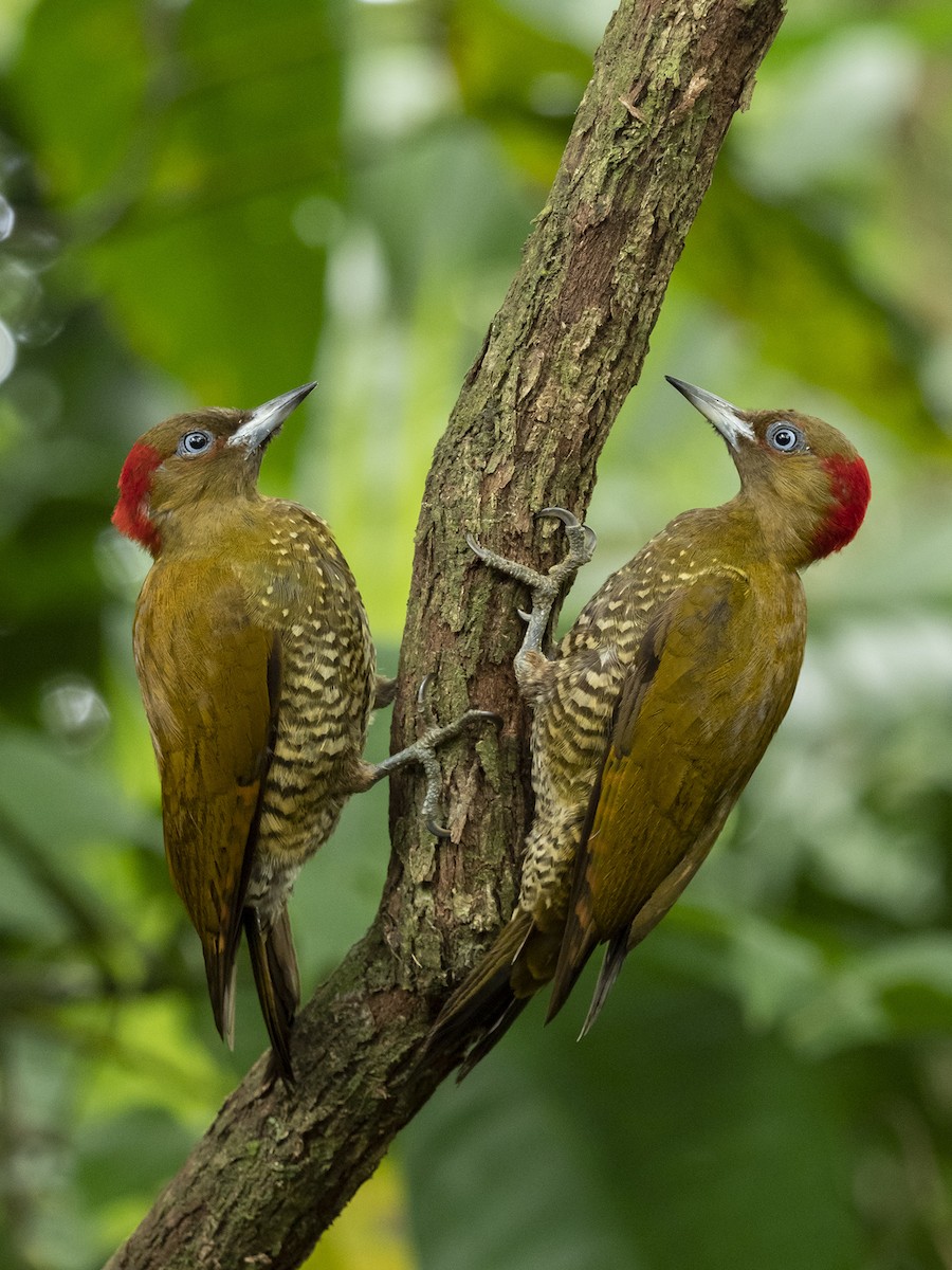 Rufous-winged Woodpecker - Joshua Covill