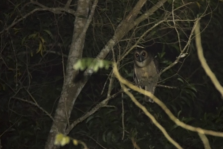 Brown Wood-Owl - ML40086471