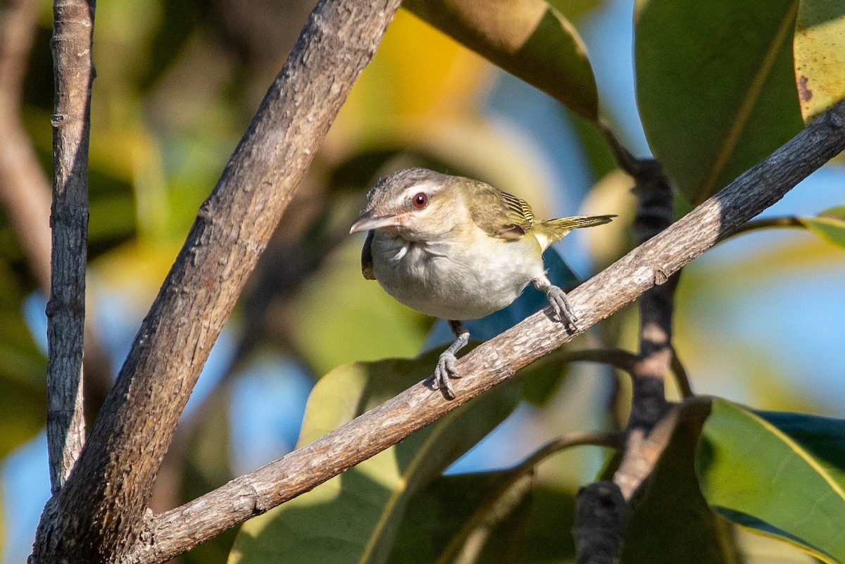 Red-eyed Vireo - Gizella Nyquist