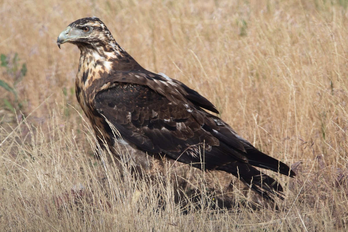 Black-chested Buzzard-Eagle - Ana Merlo