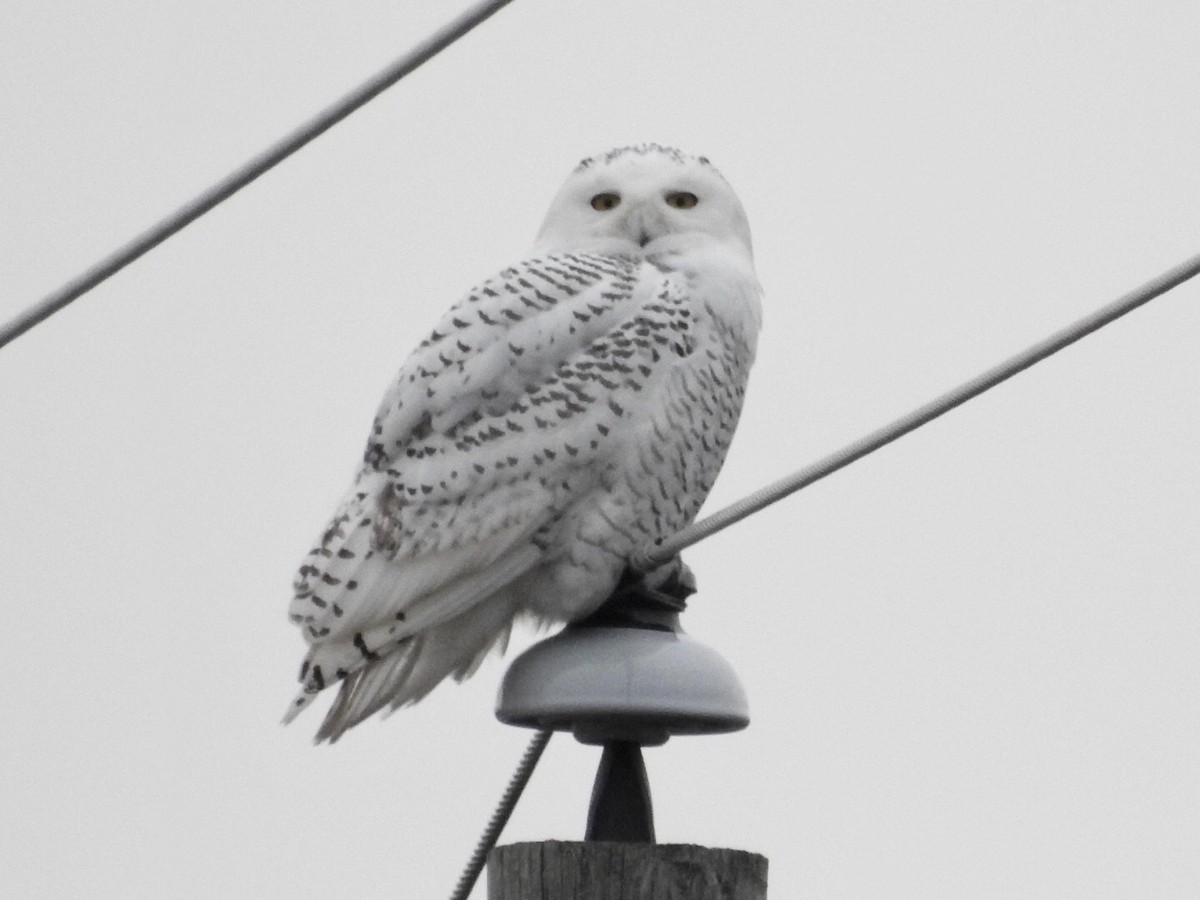 Snowy Owl - ML400872601