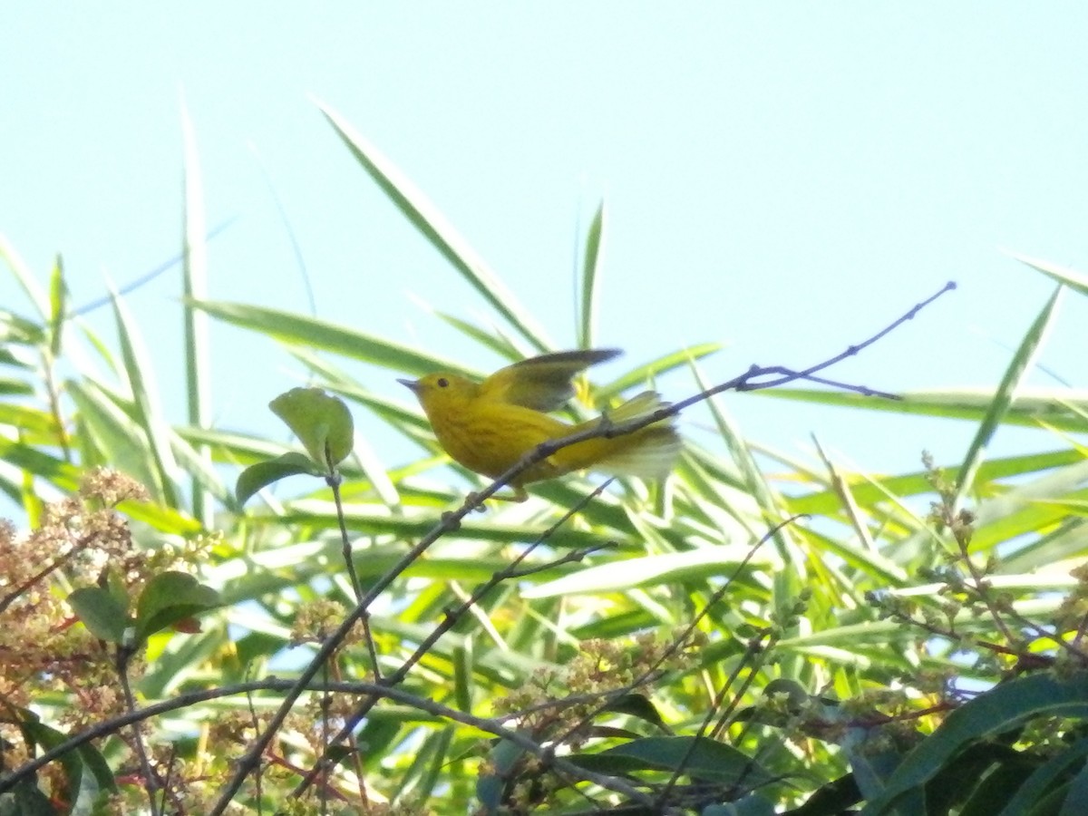 Yellow Warbler - Edouard Paiva