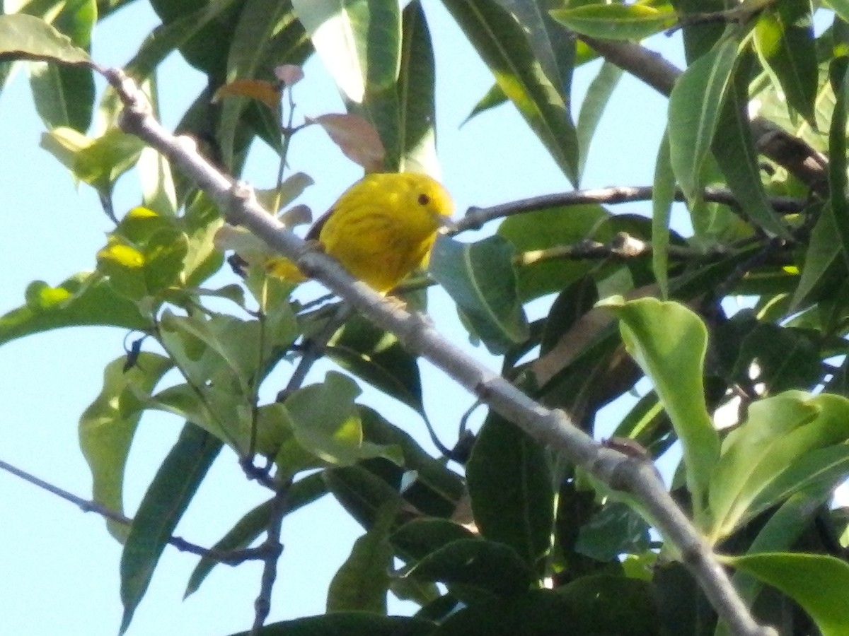 Yellow Warbler - ML400873571