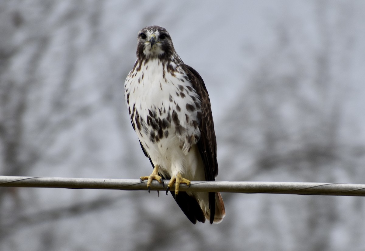 Red-tailed Hawk (Harlan's) - ML400877321