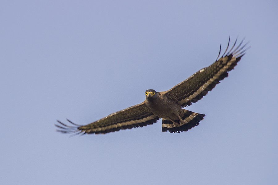 Crested Serpent-Eagle - Ramit Singal