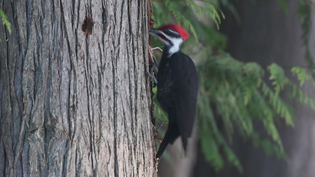 Pileated Woodpecker - ML400887071