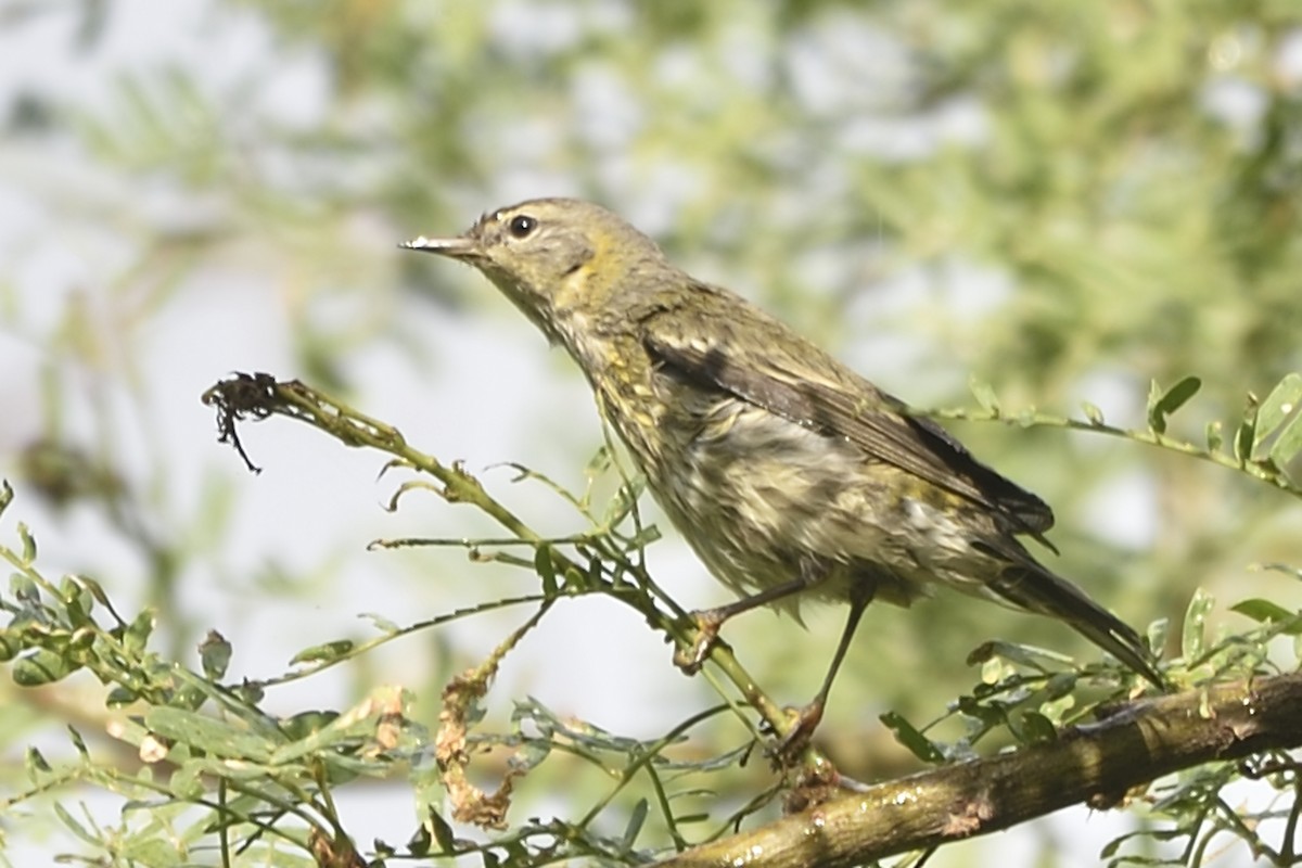 Cape May Warbler - Michiel Oversteegen