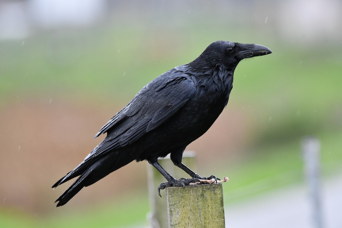 Common Raven - Dan Bormann