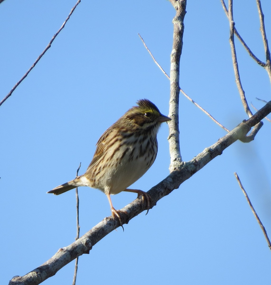 Savannah Sparrow - ML40090491