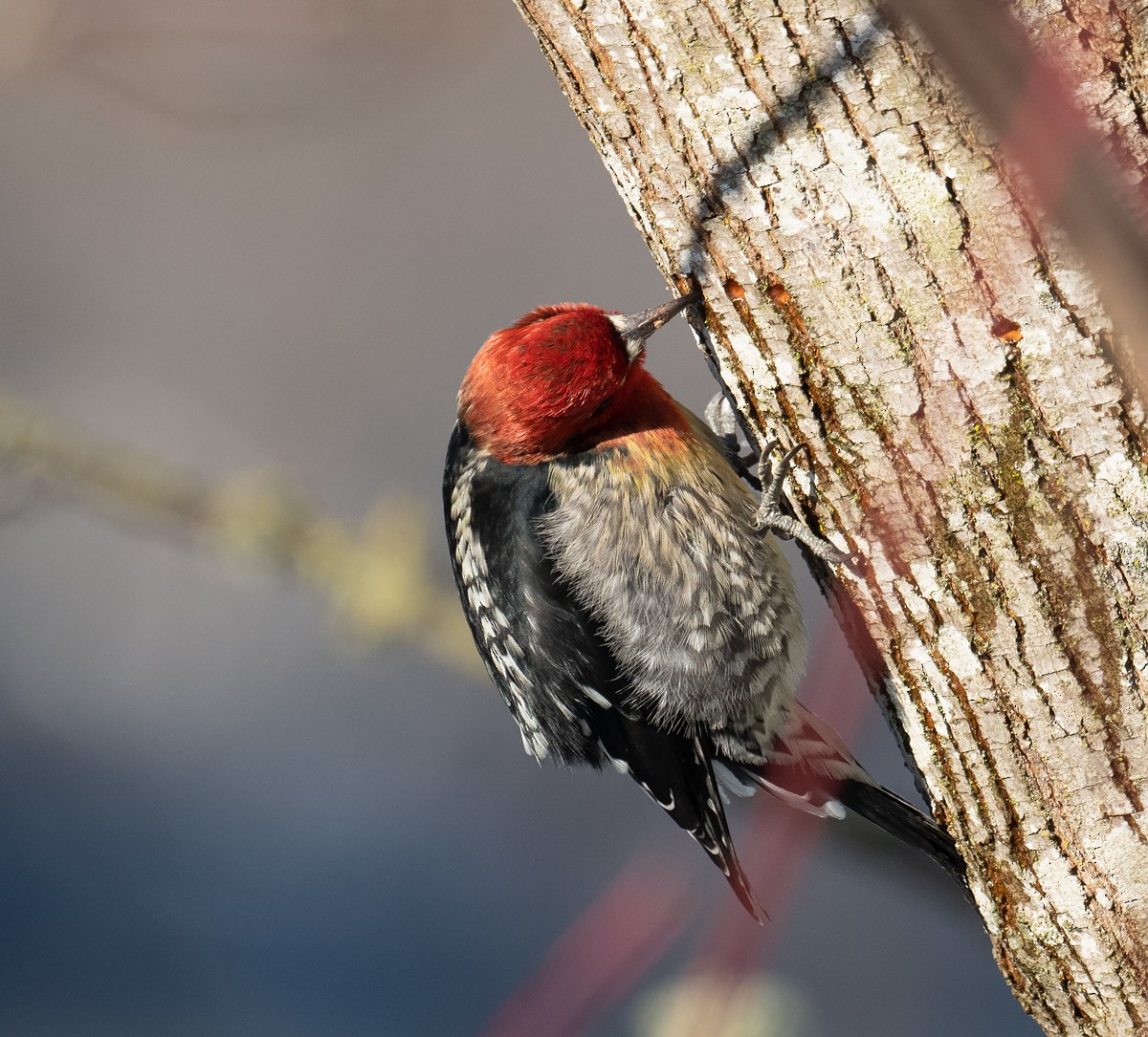 Red-breasted Sapsucker - ML400908031
