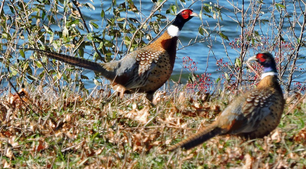 Ring-necked Pheasant - ML40090961