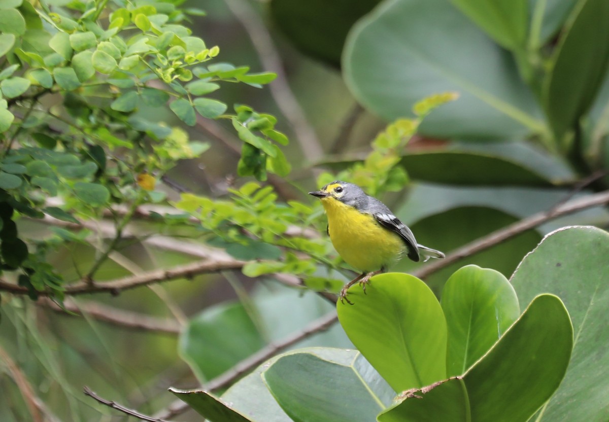 Adelaide's Warbler - Stephen McCullers